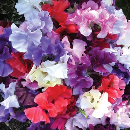 Picture of Sweet Pea Mixes - Spencer Waved Premium Mixed